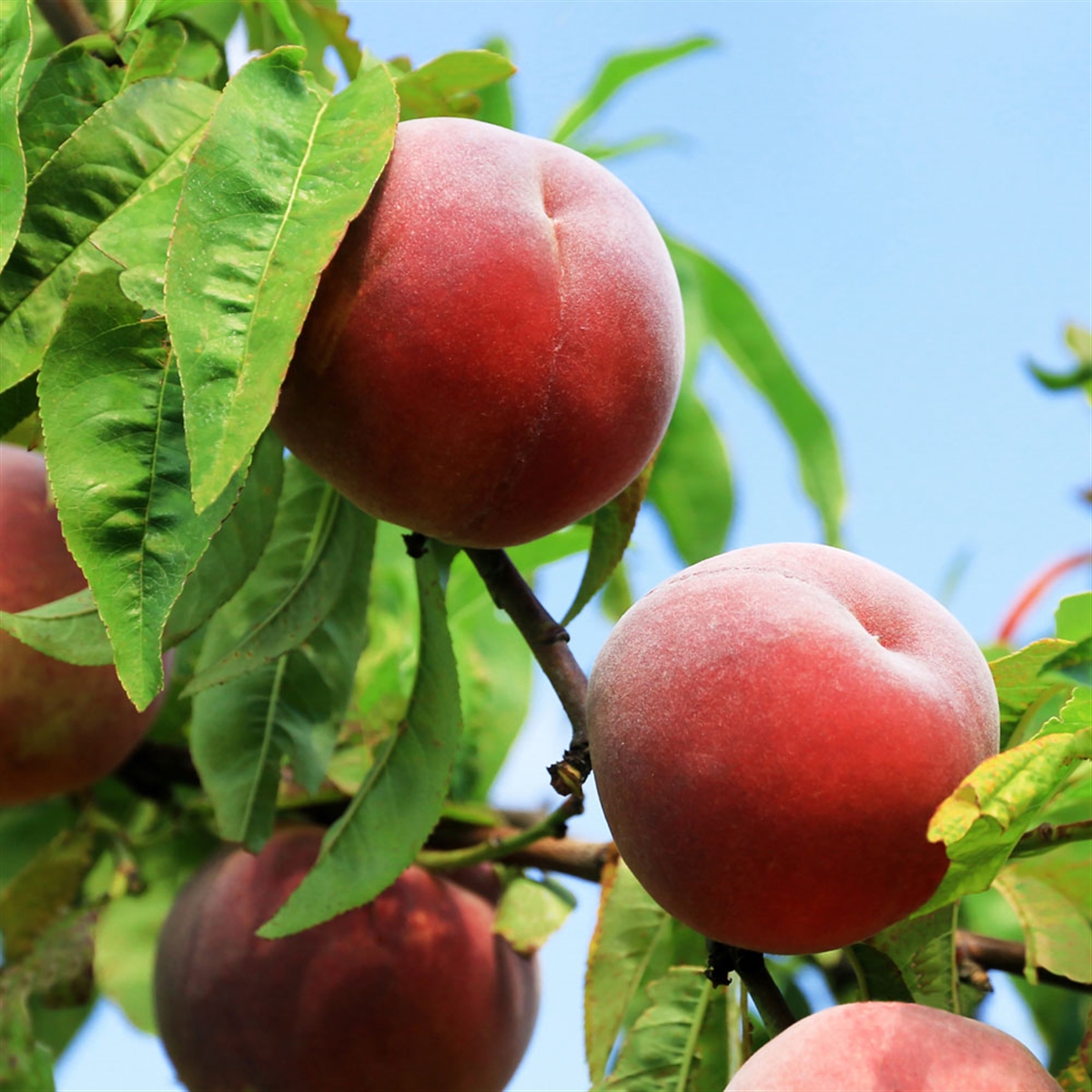 Pêcher et néctarinier
