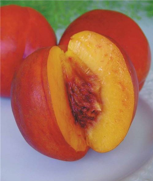 Pêcher et néctarinier