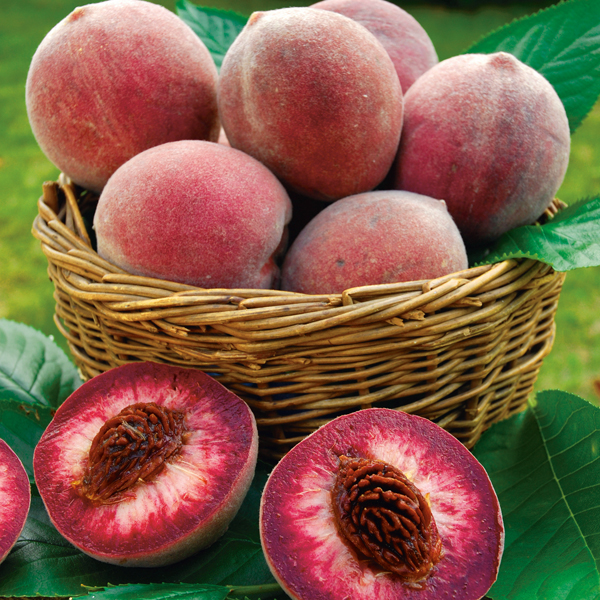 Pêcher et néctarinier