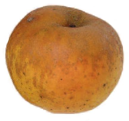 Pommier