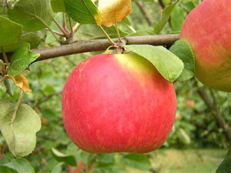 Pommier