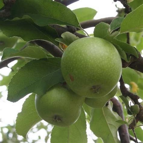 Pommier