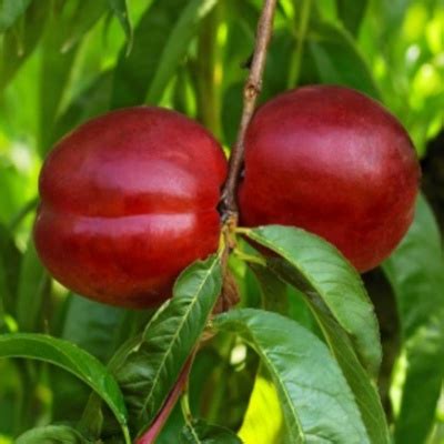 Pêcher et néctarinier